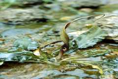 Cryptocoryne cognata